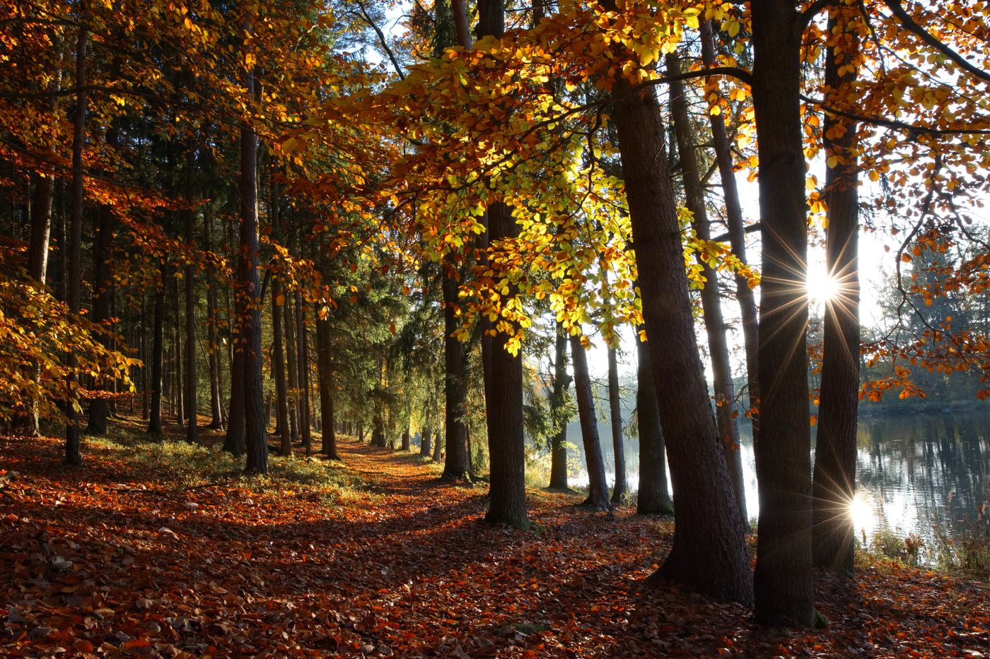 Sonniger Herbstweg an einem ruhigen Waldsee